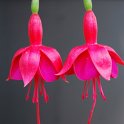 Fuchsia x 'Marinka'